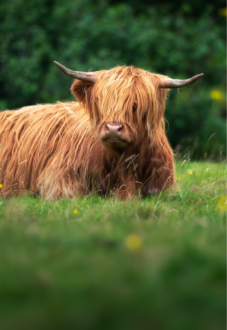 highland cows
